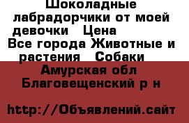 Шоколадные лабрадорчики от моей девочки › Цена ­ 25 000 - Все города Животные и растения » Собаки   . Амурская обл.,Благовещенский р-н